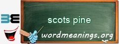 WordMeaning blackboard for scots pine